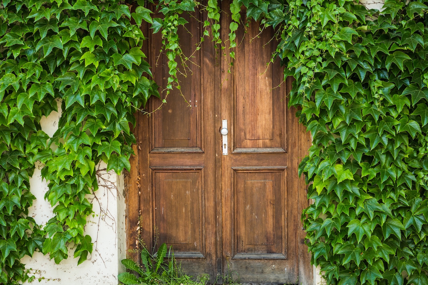 Ancient old wooden door with green plants.