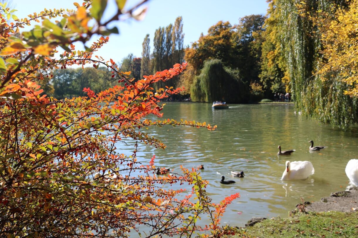 A lake with swans and paddle boats in the English Garden